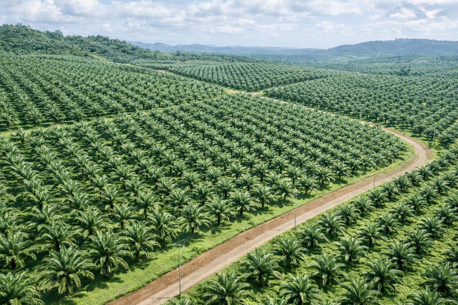 Plantation Expansion Program Underway